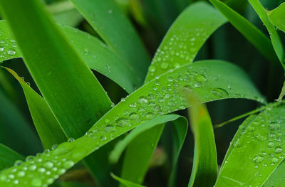 Close-up of wet plant leaves during rainy season