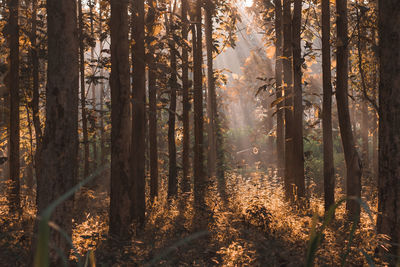 Sunlight streaming through trees in forest