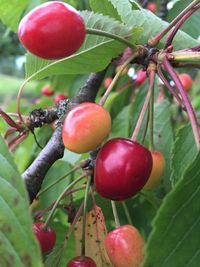 Close-up of tomatoes growing on tree