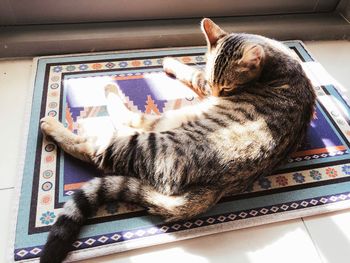 High angle view of cat sleeping