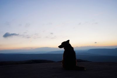 Scenic view of dog at sunset