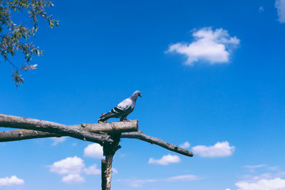 Low angle view of bird perching on branch against blue sky