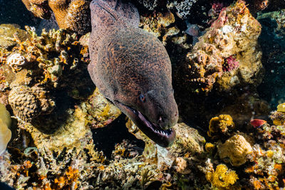 View of fish swimming in sea