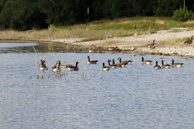 Ducks in a lake