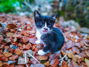 Portrait of a cat on autumn leaves