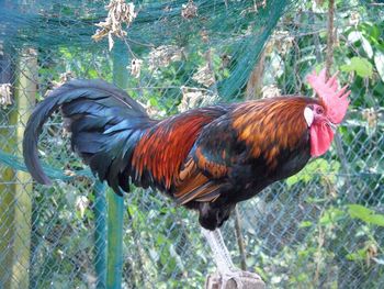 Close-up of rooster