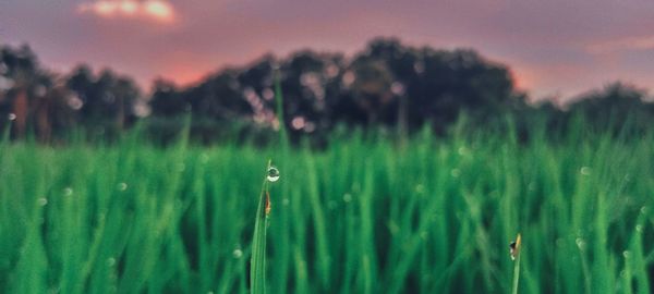 Close-up of dew drops on grass