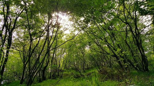 Trees in forest