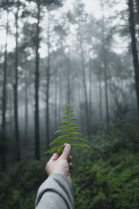 Cropped hand holding plant in forest
