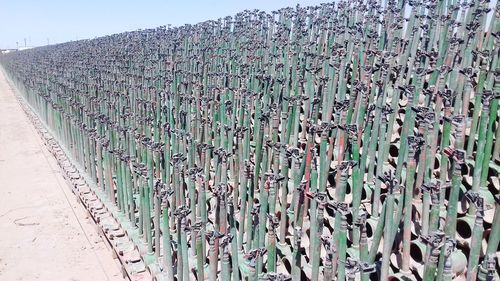 High angle view of plants growing on field