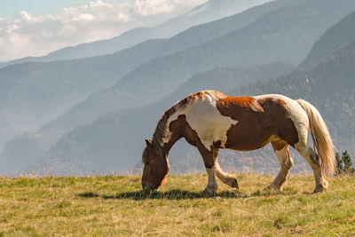 View of a horse on field