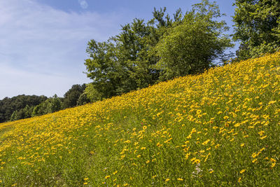 Yellow flowering plants on field against sky