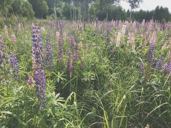 Purple flowers blooming on field