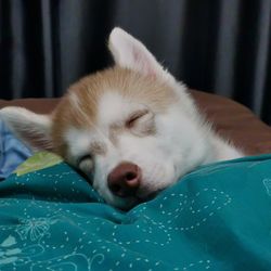 Close-up of dog sleeping on bed at home