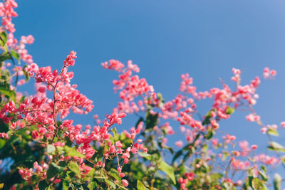 Low angle view of flowers against sky