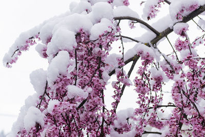 Close-up of cherry blossom tree