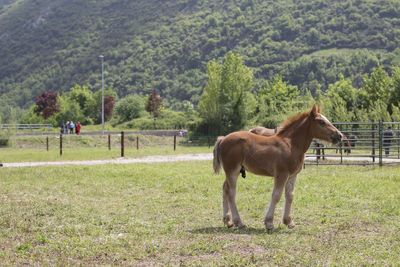 Horse standing on field