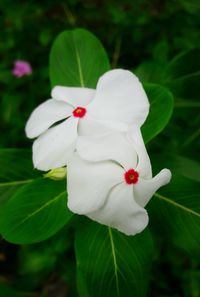 Close-up of fresh white hibiscus blooming outdoors
