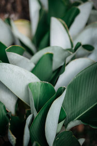 Full frame shot of plants