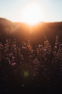 Scenic view of flowering plants on field against sky during sunset