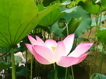 Close-up of pink water lily in lake