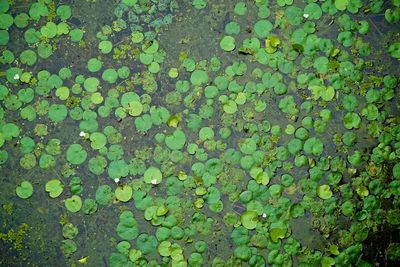 Full frame shot of leaves floating on water