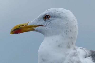 Close-up of seagull against clear sky