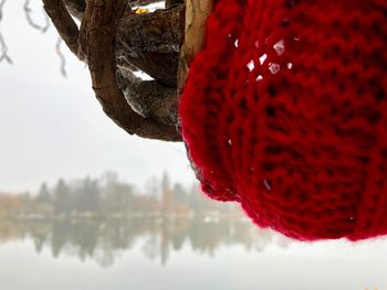 Close-up of fresh red tree against sky