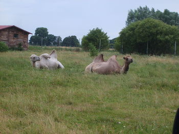 Sheep on field against sky