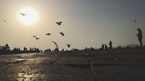 Seagulls flying over sea against clear sky