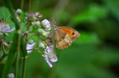 Close-up of butterfly pollinating on purple flower