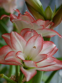 Close-up of pink flower