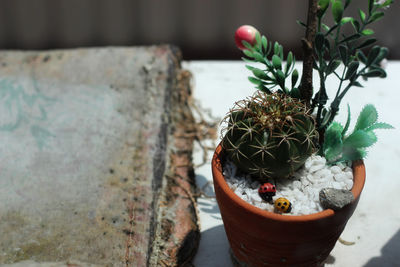 High angle view of potted plants on table