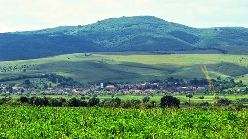 Scenic view of agricultural field against sky