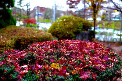 Close-up of pink flowers blooming in park