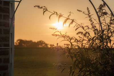 Silhouette plants against sky during sunset