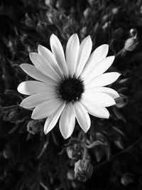 Close-up of daisy blooming outdoors