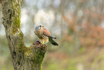Male kestrel, falco tinnunculus, perched on a tree stump