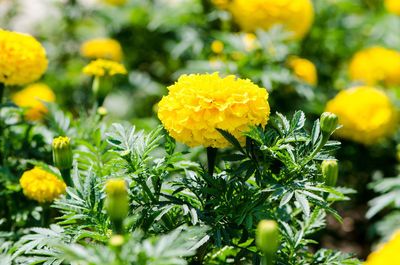 Close-up of yellow flowering plants