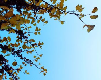 Low angle view of tree against clear blue sky