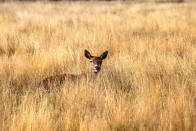 Portrait of deer on field