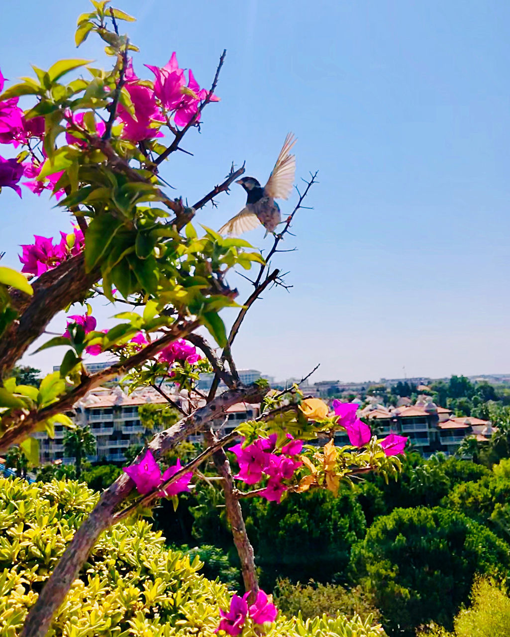 VIEW OF FLOWERING PLANT