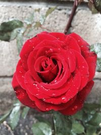 Close-up of red rose