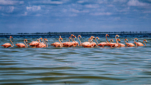 View of birds in sea