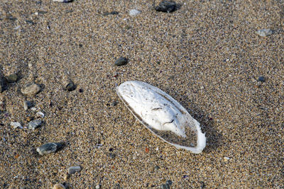 Close-up of crab on sand