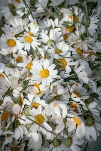 Close-up of white daisy flowers