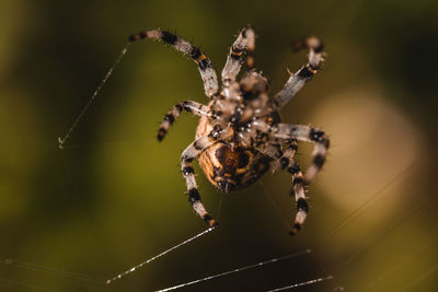 Close-up of spider on web