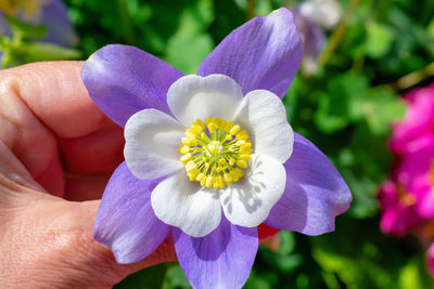 Cropped hand of woman holding purple flower