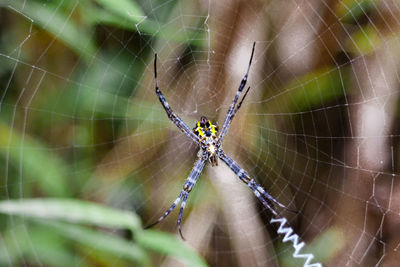 Spider on web