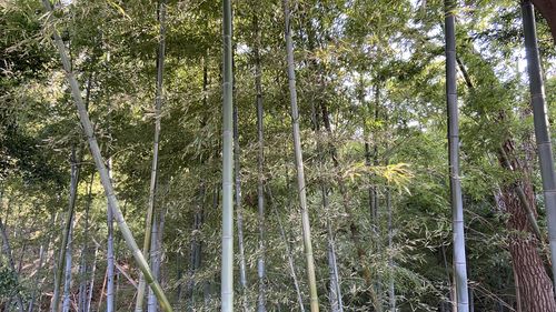 Low angle view of bamboo trees in forest